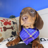 Riley Dachshund 02
