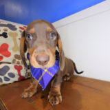 Riley Dachshund 03