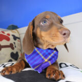 Riley Dachshund 04