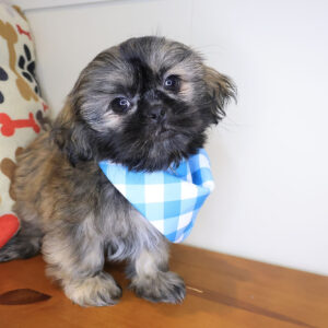 Ripper Shih Tzu 01