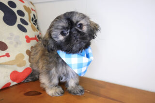 Ripper Shih Tzu 01