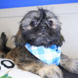 Ripper Shih Tzu 03