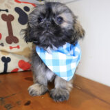 Ripper Shih Tzu 04