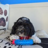 Rocko Cockapoo 01