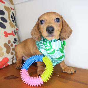 Rosy Dachshund 01