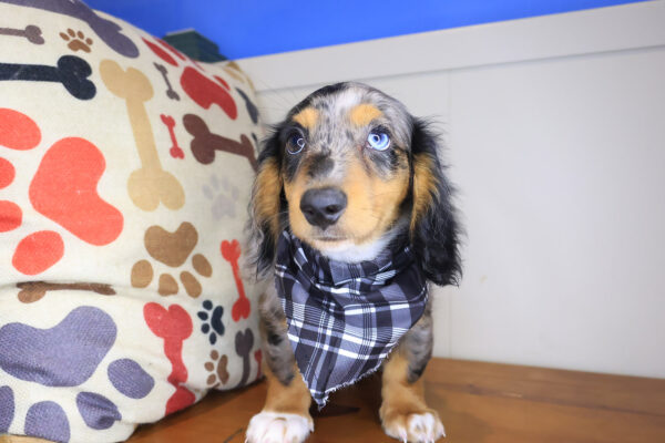 Roux Dachshund 01