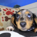 Roux Dachshund 02