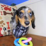 Roux Dachshund 03