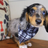 Roux Dachshund 04