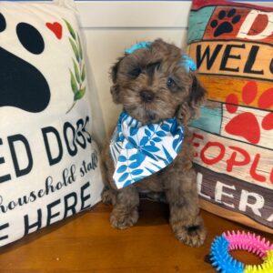 Roxie Cockapoo 01