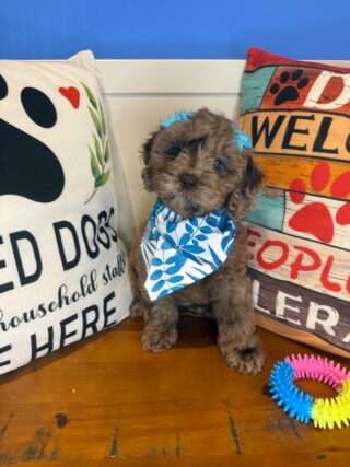 Roxie Cockapoo 01