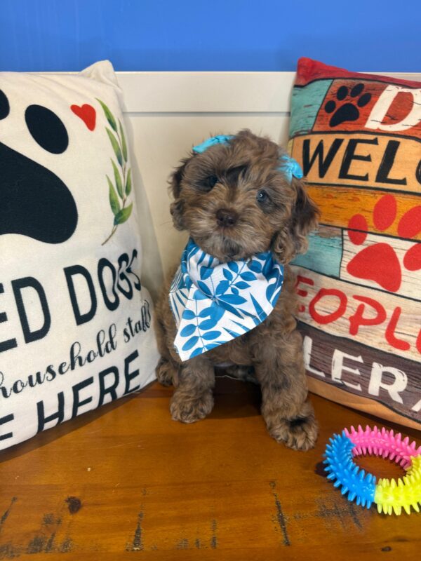 Roxie Cockapoo 01