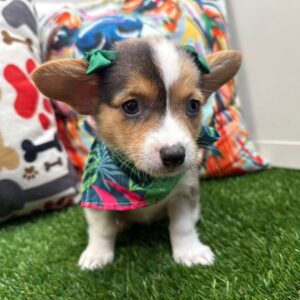 Rue American Corgi 01