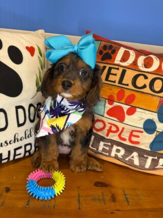Salamander Cavapoo 01