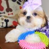 Sally Shih Tzu 02