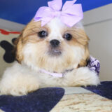 Sally Shih Tzu 03