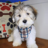 Samson Morkie 01