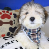 Samson Morkie 04