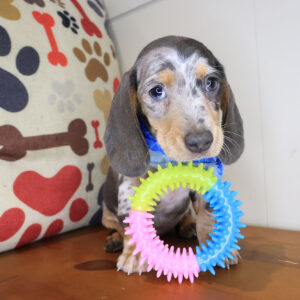 Schnitzel Dachsund 01