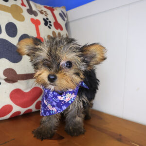 Sebastian Yorkshire Terrier 01