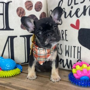 Shasta French Bulldog 01