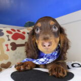 Shoelace Dachshund 01
