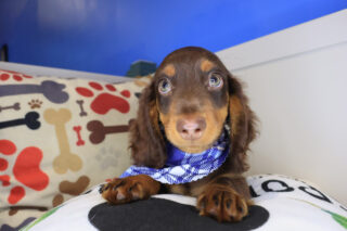 Shoelace Dachshund 01
