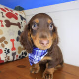 Shoelace Dachshund 02