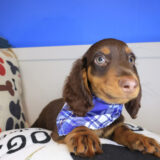 Shoelace Dachshund 03