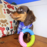 Shoelace Dachshund 04