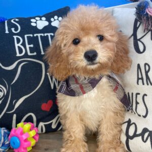 Sigmund Cavapoo 01