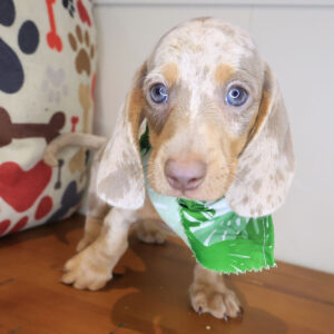 Silas Dachsund 01
