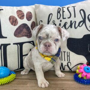Sinatra French Bulldog 01