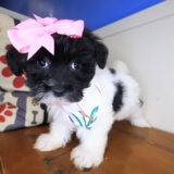 Skylar Havanese 04