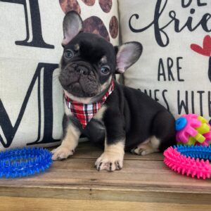 Smores French Bulldog 01