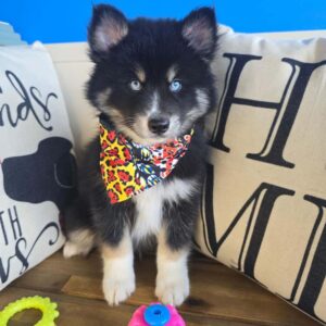 Sooty Pomsky 01