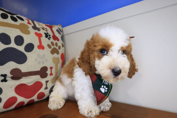 Sparky Cavapoo 01