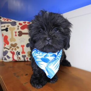 Sparky Shih Tzu 01