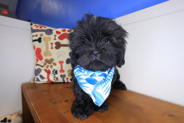 Sparky Shih Tzu 01