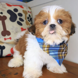 Sprinkle Shih Tzu 01