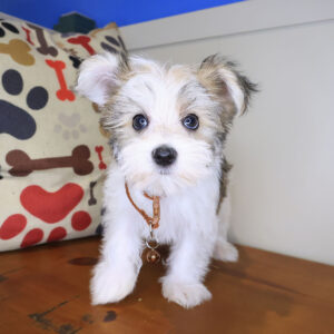 Spud Morkie 01