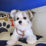 Spud Morkie 02