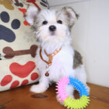 Spud Morkie 03