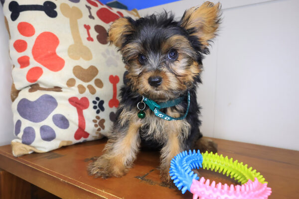 Spud Yorkie 01