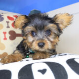 Spud Yorkie 02