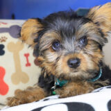 Spud Yorkie 04