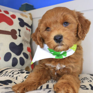 Stella Ultra Mini Goldendoodle 01