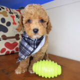 Stump Poodle 01