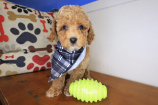 Stump Poodle 01