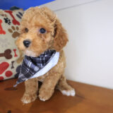 Stump Poodle 03
